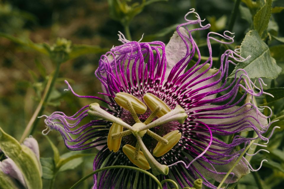 Passiflora incarnata, czyli męczennica cielista. Dlaczego warto ją przyjmować?